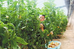 從沃土到餐桌 民勤縣農產品加工銷售產業鏈的培育與展望
